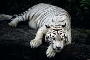 White Tiger Animal7563313276 300x200 - White Tiger Animal - white, Tiger, Mac, Animal